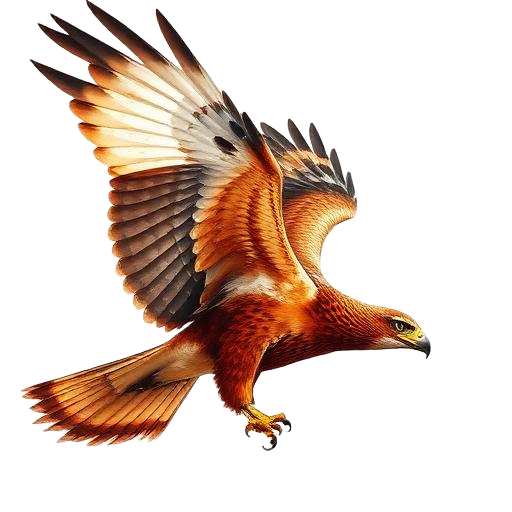 Hawk — primal totem illustration